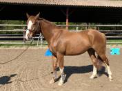 Hongre 8 ans selle fran&ccedil;ais 