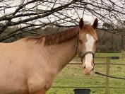 Hongre 8 ans selle fran&ccedil;ais 