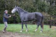 Mare Origin Recorded For sale 2022 Grey
