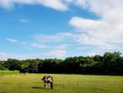 Pension cheval ou poney - Ecurie des Sageries - 72240