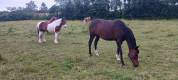 Pension cheval ou poney - Ecurie des Sageries - 72240