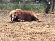 Poney New-Forest &times;Shetland 