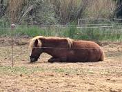 Poney New-Forest &times;Shetland 