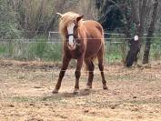 Poney New-Forest &times;Shetland 