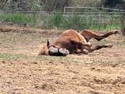 Poney New-Forest &times;Shetland 