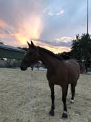 Tallinn - Poulini&egrave;re &agrave; vendre 