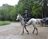 &Agrave; vendre hongre demi sang arabe