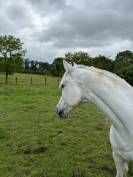 &Agrave; vendre hongre demi sang arabe