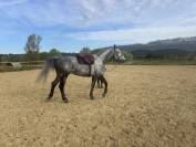 A vendre grand cheval de sport pr&ecirc;t sur 130