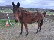 Pouliche 2 ans anglo-arabe