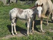 The cross valley ranch Paint Horse