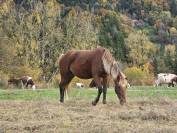 The cross valley ranch Paint Horse
