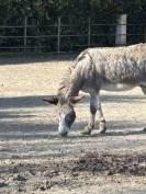 Anes  entier de 7 ans