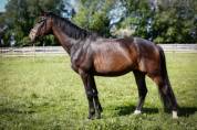 PICANT - Un cheval de dressage prometteur