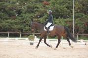 PICANT - Un cheval de dressage prometteur