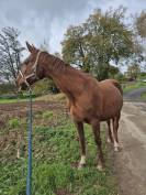 &Agrave; vendre ou &agrave; &eacute;changer contre pouliche ou poulini&egrave;re