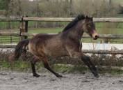 Mare French Saddle Pony For sale 2022 Buckskin