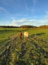 Domaine Equestre centr&eacute; sur le Bien Etre &eacute;quin et l'Agro&eacute;co