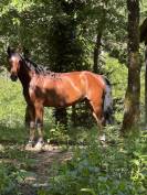 Hongre 6 ans par Conte Bellini x Apache d Adriers