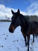 Cinnamon Girl, pur sang 11 ans