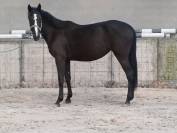 Jeune jument Zangersheide d&rsquo;avenir &ndash; 3 ans en 2026