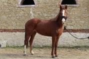 Ponette de sport 