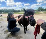 Masseuse &eacute;quin & canin 