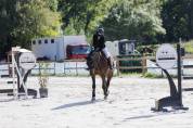 Hongre Zangersheide 7 ans, fils de Qlassic bois Margot 