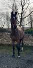 Gelding Zangersheide For sale 2014 Bay