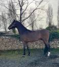 Gelding Zangersheide For sale 2014 Bay