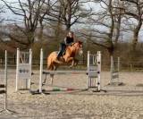 Gelding Origin Recorded For sale 2021 Chesnut