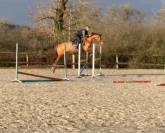 Gelding Origin Recorded For sale 2021 Chesnut