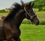 Yegua Silla Franc&eacute;s En venta 2017 Negro por Toto Jr