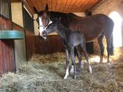 Yegua Silla Franc&eacute;s En venta 2017 Negro por Toto Jr