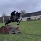 Yegua Silla Franc&eacute;s En venta 2017 Negro por Toto Jr