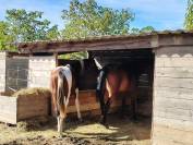 Poulain zangersheide