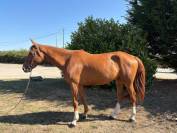 Gelding Selle Fran&ccedil;ais For sale 2020 Chesnut