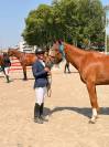 Caballo castrado Silla Franc&eacute;s En venta 2020 Alaz&aacute;n por quarnac du mesnil