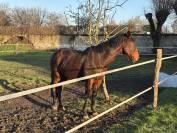 Cheval de loisir (CAC) de 17 ans. Toise 1,67m. 