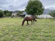 Cheval de loisir (CAC) de 17 ans. Toise 1,67m. 