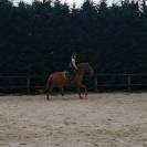 Jument selle fran&ccedil;ais 4 ans 