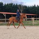 Jument selle fran&ccedil;ais 4 ans 