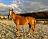 Jument selle fran&ccedil;ais 4 ans 