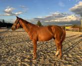 Jument selle fran&ccedil;ais 4 ans 