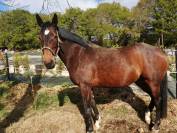 Jument SF &Eacute;levage/Loisir 