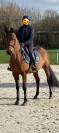 Jument de 7 ans CSO &ndash; Bonnes origines &ndash; Pour cavalier c
