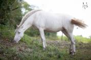 Puledra PRE Andaluso In vendita 2024 Crema ,  INSUENO