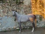 Vente de cheval pur sang arabe d&rsquo;endurance 