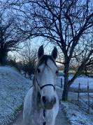 Vente de cheval pur sang arabe d&rsquo;endurance 