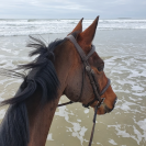 DEMI PENSION CHEVAL (56)